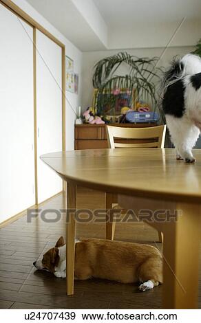Stock Photo - Two dogs. Fotosearch