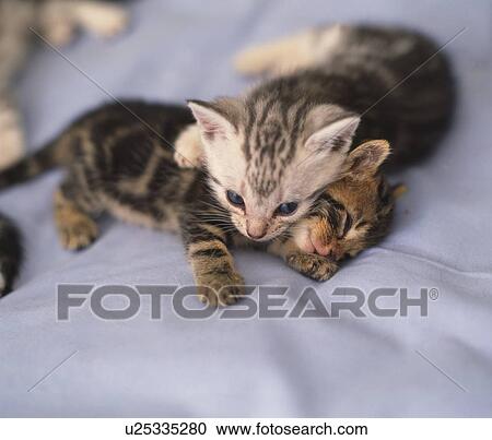 Stock Image - Two kittens. Fotosearch