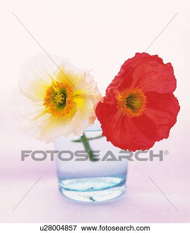 Stock Photo - Two poppies in glass of water, white background. Fotosearch