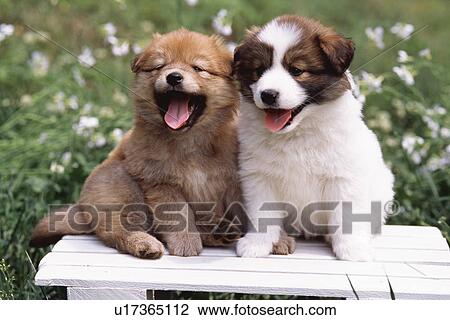 two-puppies-sitting-together-stock-image__u17365112.jpg