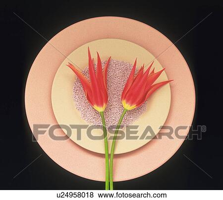Stock Photo - Two red tulips on plate, black background. Fotosearch