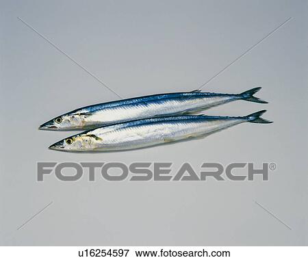 Stock Photo - Two sauries. Fotosearch