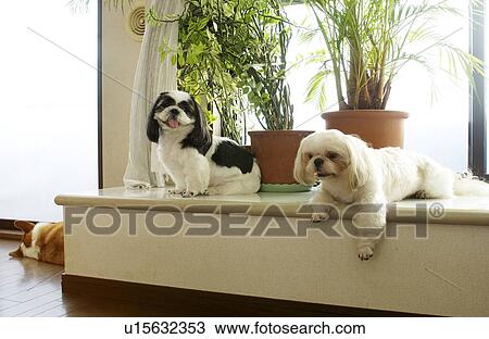 Two Shih Tzu by window View Large Photo Image Stock Image - Two Shih Tzu by window. Fotosearch