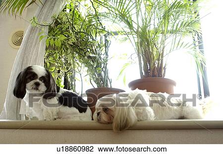 Two Shih Tzu by window View Large Photo Image Stock Image - Two Shih Tzu by window. Fotosearch