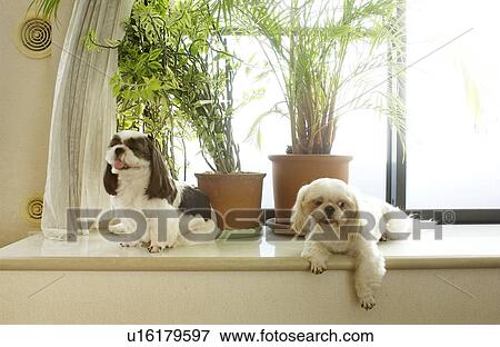 Two Shih Tzu by window View Large Photo Image Stock Photo - Two Shih Tzu by window. Fotosearch