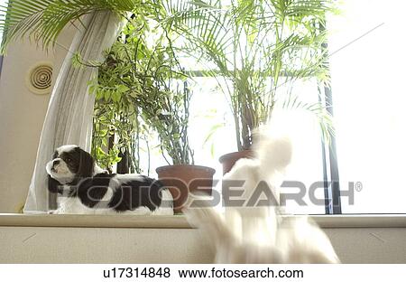 Two Shih Tzu by window View Large Photo Image Stock Photo - Two Shih Tzu by window. Fotosearch