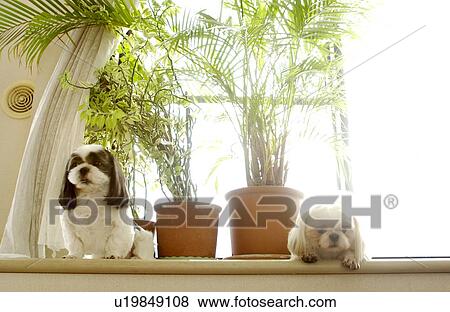 Two Shih Tzu by window View Large Photo Image Stock Photo - Two Shih Tzu by window. Fotosearch