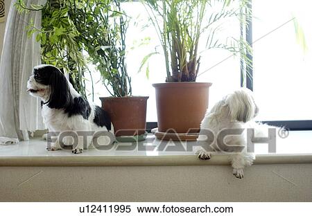 Two Shih Tzu by window View Large Photo Image Stock Photography - Two Shih Tzu by window. Fotosearch