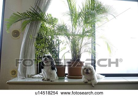 Two Shih Tzu looking at camera View Large Photo Image Picture - Two Shih Tzu looking at camera. Fotosearch