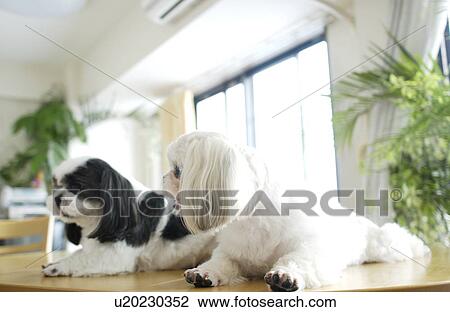 Two Shih Tzu lying on table View Large Photo Image Stock Image - Two Shih Tzu lying on table. Fotosearch