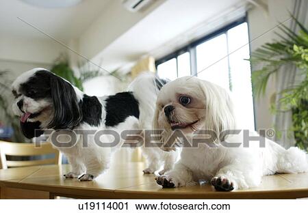 Two Shih Tzu on table View Large Photo Image Stock Image - Two Shih Tzu on table. Fotosearch