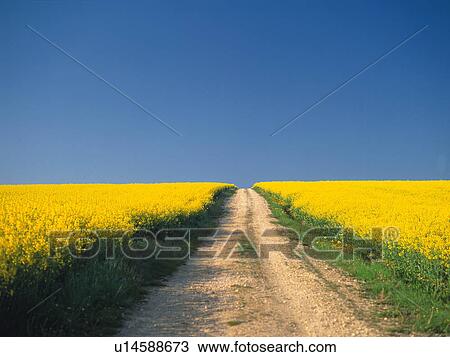 Stock Image - Unpaved road in oilseed rape field, France. Fotosearch