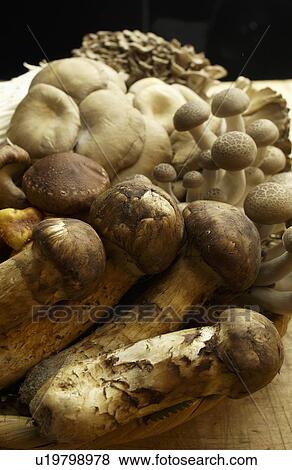Various Kinds of Mushroom View Large Photo Image Stock Photo - Various Kinds of Mushroom. Fotosearch