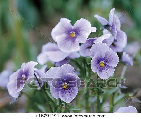 Stock Image - Violet. Fotosearch