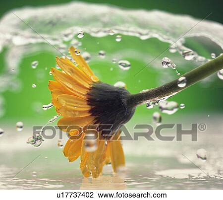 Water and Flower View Large Photo Image Stock Image - Water and Flower. Fotosearch