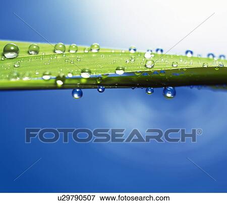 Stock Photo - Water drop on leaf. Fotosearch
