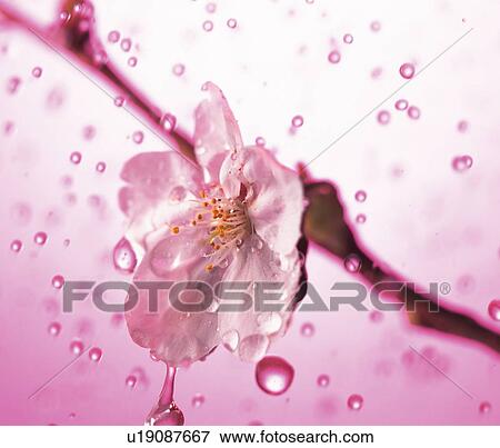 Stock Photo - Water Drops and Cherry Blossom. Fotosearch