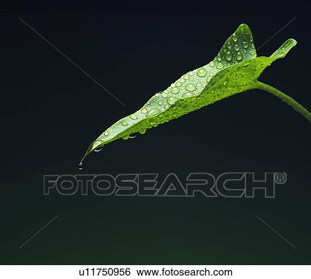 Water Drops on Green Leaf View Large Photo Image Stock Photograph - Water Drops on Green Leaf. Fotosearch