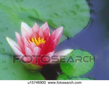 Water Lily View Large Photo Image Stock Image - Water Lily. Fotosearch