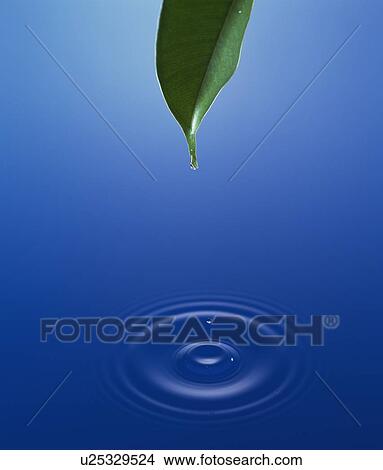 Water Mark and Dew on Green Leaf View Large Photo Image Picture - Water Mark and Dew on Green Leaf. Fotosearch