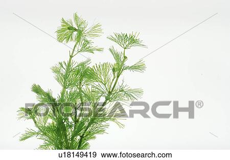Water plant View Large Photo Image Stock Photo - Water plant. Fotosearch