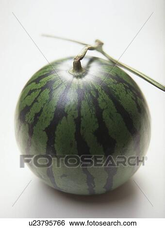 Stock Photograph - Watermelon, white background. Fotosearch