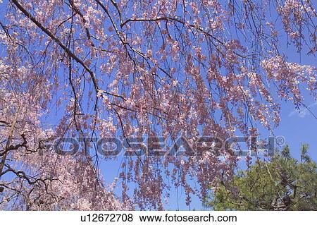 Weeping cherry blossoms View Large Photo Image Stock Photo - Weeping cherry blossoms. Fotosearch