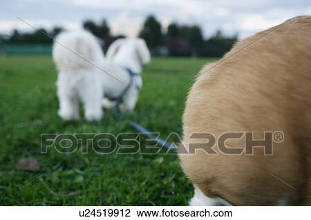 Stock Image - Welsh Corgi and Shih Tzu on grass. Fotosearch