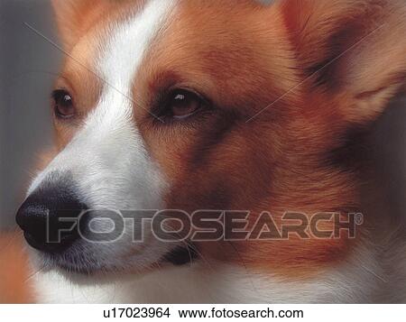Welsh Corgi View Large Photo Image Picture - Welsh Corgi. Fotosearch