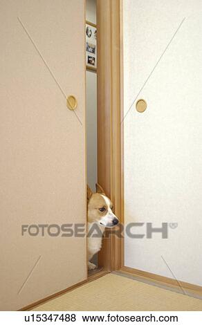 Welsh Corgi's head peeking over fusuma View Large Photo Image Stock Photo - Welsh Corgi's head peeking over fusuma. Fotosearch