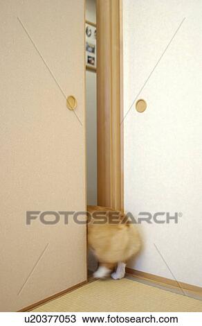 Stock Image - Welsh Corgi's rump peeking over fusuma. Fotosearch