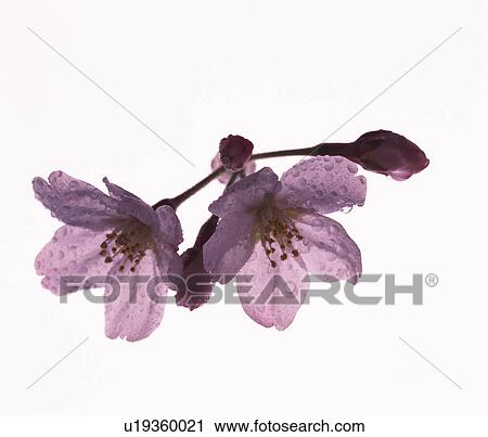 Wet cherry blossoms View Large Photo Image Stock Image - Wet cherry blossoms. Fotosearch