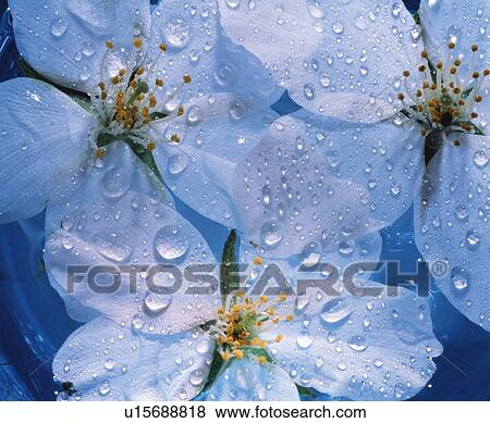 Wet cherry blossoms View Large Photo Image Stock Photo - Wet cherry blossoms. Fotosearch