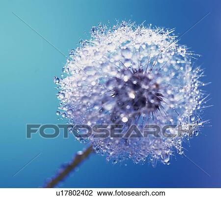 Stock Image - Wet Dandelion. Fotosearch