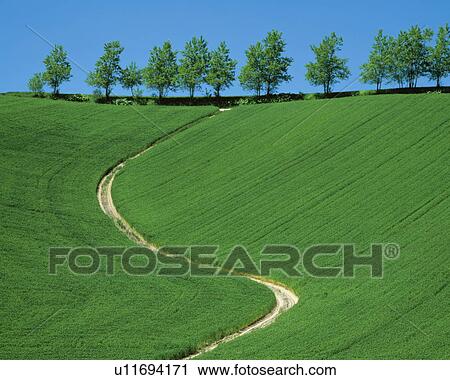 Wheat field and footpath, Hokkaido Prefecture, Japan View Large Photo Image Stock Image - Wheat field and footpath, Hokkaido Prefecture, Japan. Fotosearch