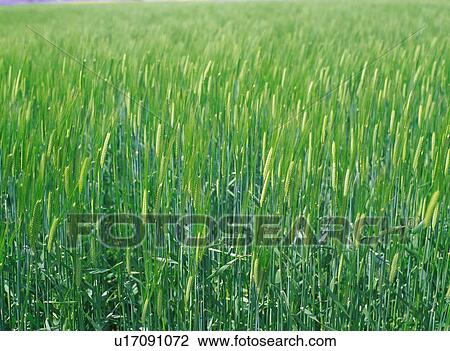 Wheat field View Large Photo Image Stock Image - Wheat field. Fotosearch