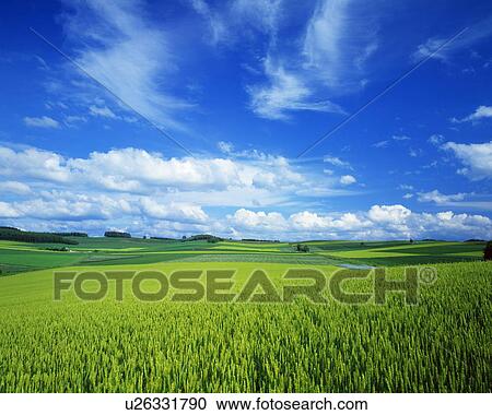 Wheat field View Large Photo Image Stock Image - Wheat field. Fotosearch