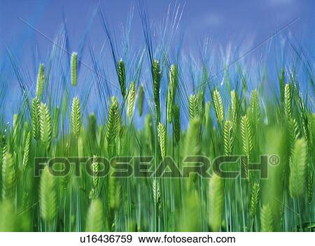 Wheat field View Large Photo Image Stock Photo - Wheat field. Fotosearch