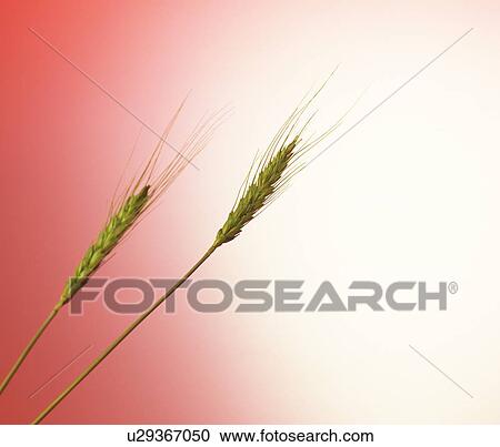 Stock Image - Wheat. Fotosearch