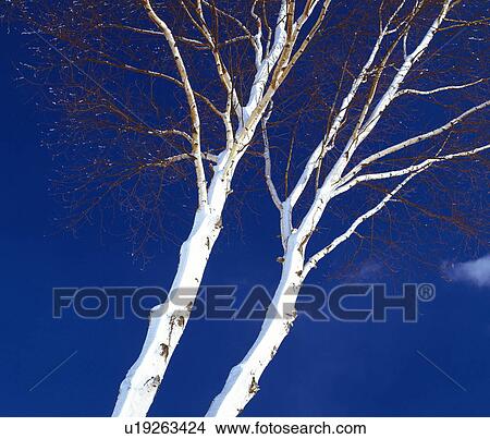 Picture - White birch. Fotosearch