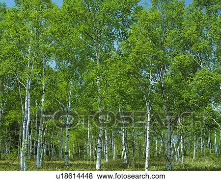 Stock Photo - White Birch. Fotosearch