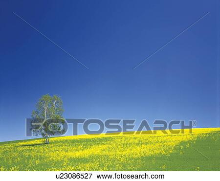White birch tree in field of rape blossoms, copy space, Biei town, Hokkaido prefecture, Japan View Large Photo Image Stock Photo - White birch tree in field of rape blossoms, copy space, Biei town, Hokkaido prefecture, Japan. Fotosearch