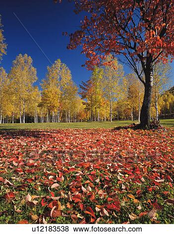White birch trees in autumn, Shibetsu city, Hokkaido prefecture, Japan View Large Photo Image Stock Photo - White birch trees in autumn, Shibetsu city, Hokkaido prefecture, Japan. Fotosearch