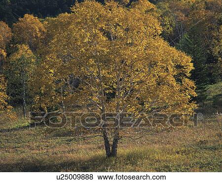 White birch trees in autumn, Shikaoi town, Hokkaido prefecture, Japan View Large Photo Image Stock Photo - White birch trees in autumn, Shikaoi town, Hokkaido prefecture, Japan. Fotosearch