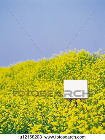 White Easel Standing in Flower Field View Large Photo Image Stock Image - White Easel Standing in Flower Field. Fotosearch