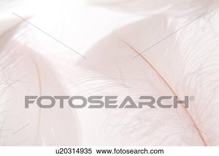 White feathers, close up, white background View Large Photo Image Stock Photography - White feathers, close up, white background. Fotosearch