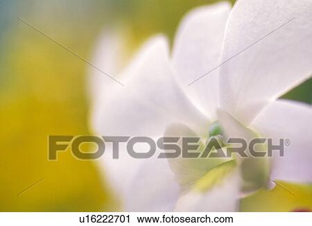 White Orchid, close up View Large Photo Image Stock Image - White Orchid, close up. Fotosearch