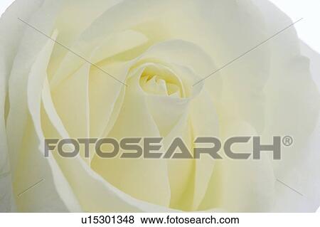 White rose, close up, white background View Large Photo Image Stock Photo - White rose, close up, white background. Fotosearch
