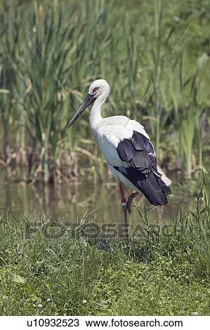 Stock Image - White Stork. Fotosearch