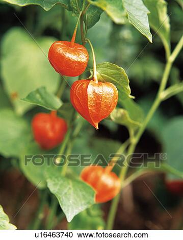 Winter Cherry Aomori Prefecture Honshu Japan Stock Image U Fotosearch